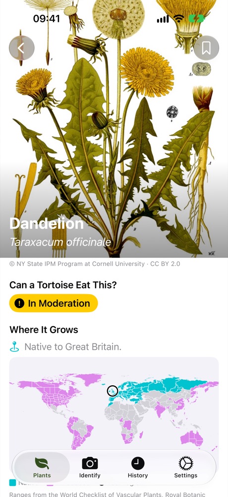 Die Seite zu Löwenzahn: eine botanische Illustration, „In Maßen“ und wo er wächst